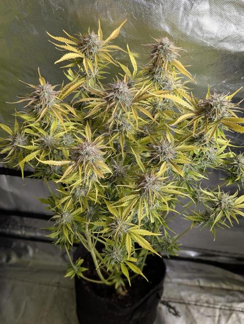 Creamzilla Auto x3. Week 12 - N3