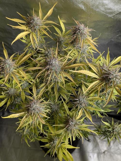 Creamzilla Auto x3. Week 12