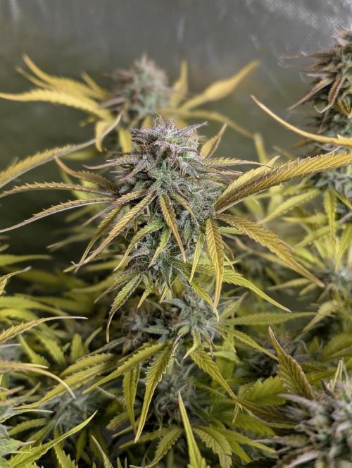 Creamzilla Auto x3. Week 12