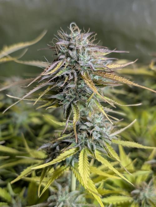 Creamzilla Auto x3. Week 12