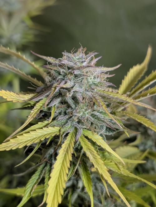 Creamzilla Auto x3. Week 12