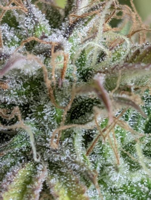 Creamzilla Auto x3. Week 12