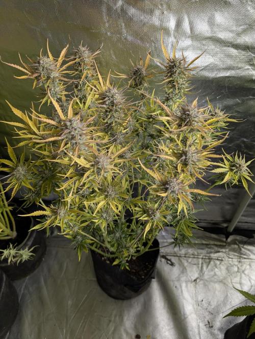 Creamzilla Auto x3. Week 12 - N1