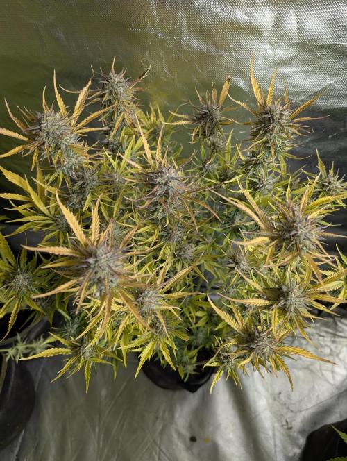 Creamzilla Auto x3. Week 12