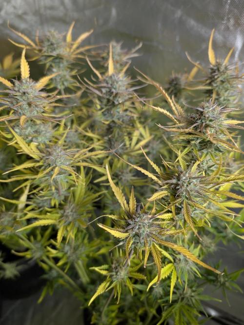 Creamzilla Auto x3. Week 12