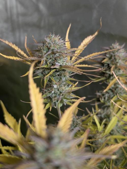 Creamzilla Auto x3. Week 12