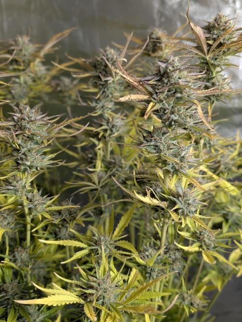 Creamzilla Auto x3. Week 12