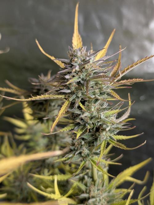 Creamzilla Auto x3. Week 12