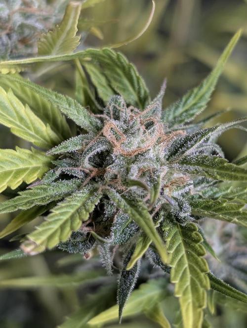 Creamzilla Auto x3. Week 12