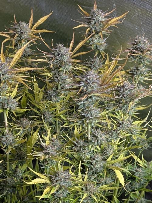 Creamzilla Auto x3. Week 12