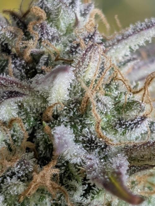 Creamzilla Auto x3. Week 12