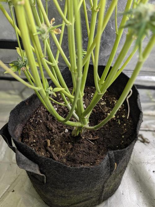 Creamzilla Auto x3. Week 12