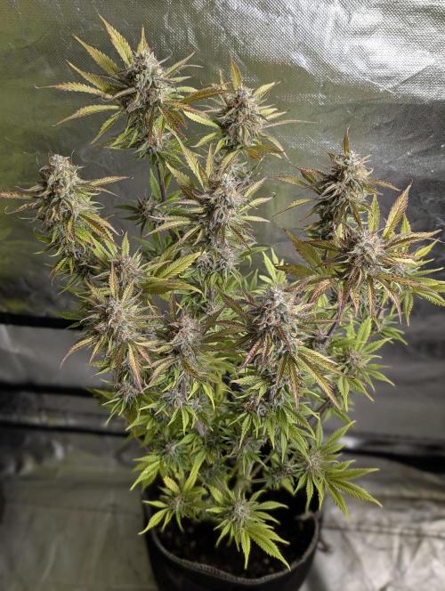 Creamzilla Auto x3. Week 12 - N2