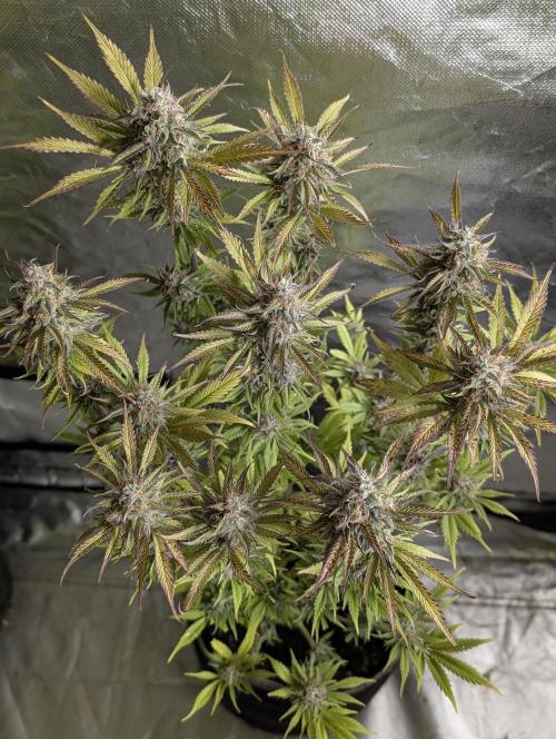 Creamzilla Auto x3. Week 12