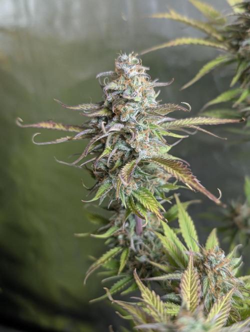 Creamzilla Auto x3. Week 12