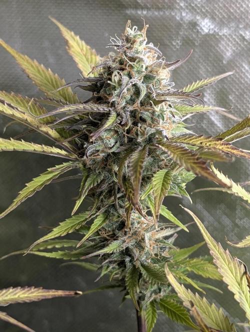 Creamzilla Auto x3. Week 12