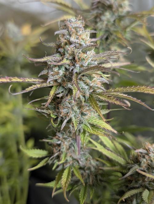 Creamzilla Auto x3. Week 12