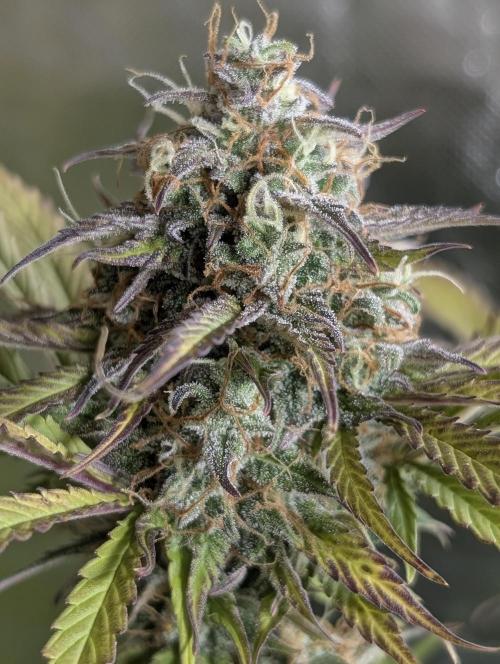 Creamzilla Auto x3. Week 12