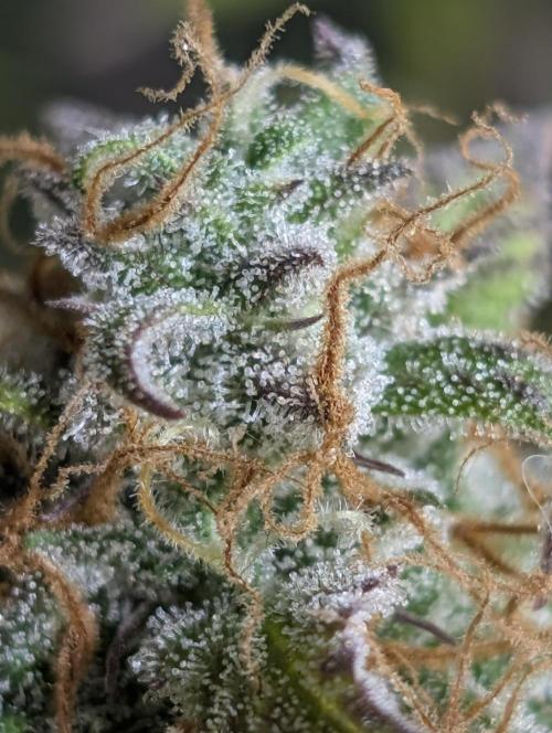 Creamzilla Auto x3. Week 12