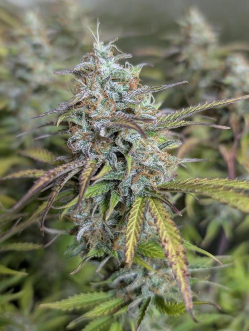 Creamzilla Auto x3. Week 12