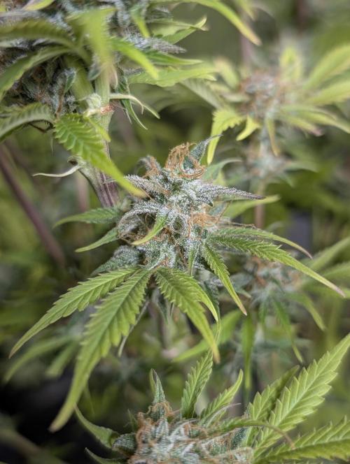 Creamzilla Auto x3. Week 12