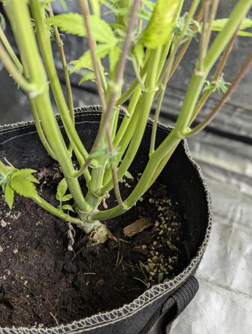 Creamzilla Auto x3. Week 12