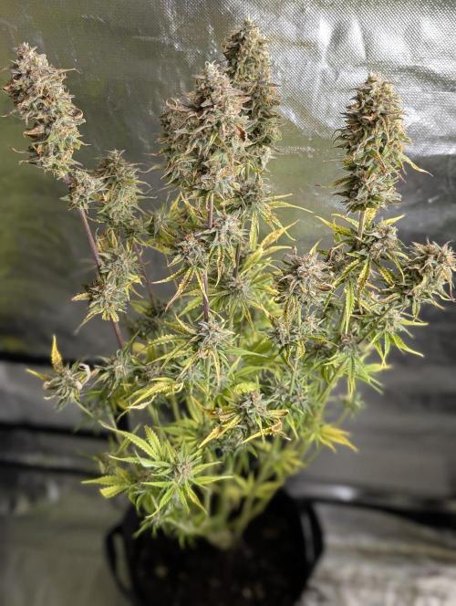 Creamzilla Auto x3. Week 12 - N3