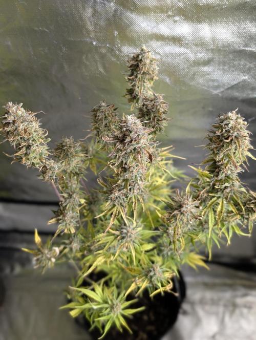 Creamzilla Auto x3. Week 12