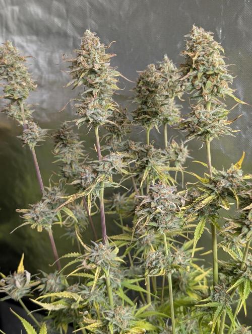 Creamzilla Auto x3. Week 12