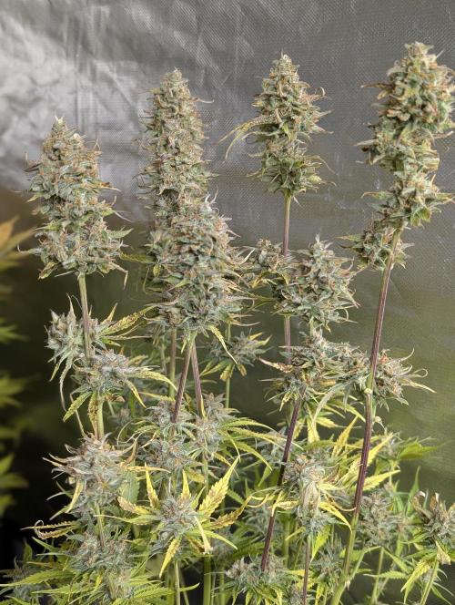 Creamzilla Auto x3. Week 12