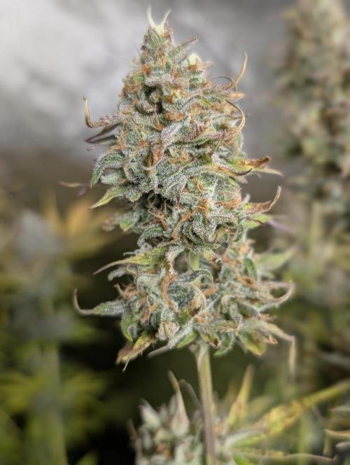 Creamzilla Auto x3. Week 12