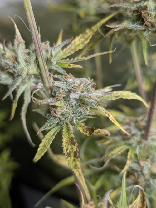 Creamzilla Auto x3. Week 12