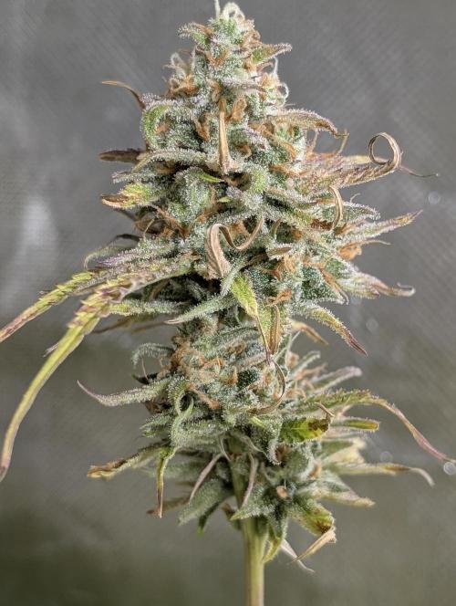 Creamzilla Auto x3. Week 12