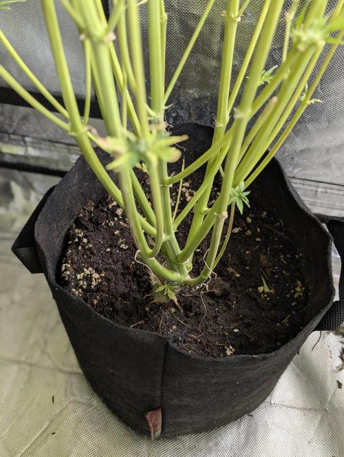 Creamzilla Auto x3. Week 12