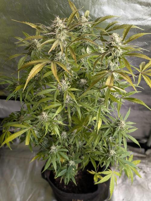 Twilight Zlush Auto x4. Week 12 - N1