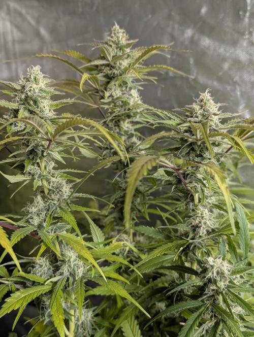 Twilight Zlush Auto x4. Week 12