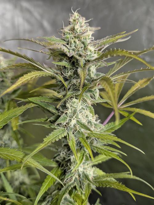 Twilight Zlush Auto x4. Week 12