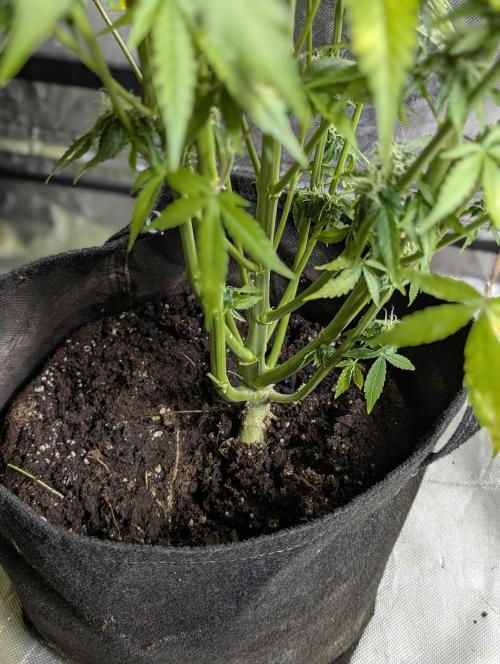 Twilight Zlush Auto x4. Week 12