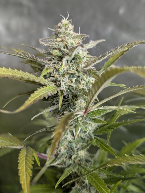 Twilight Zlush Auto x4. Week 12