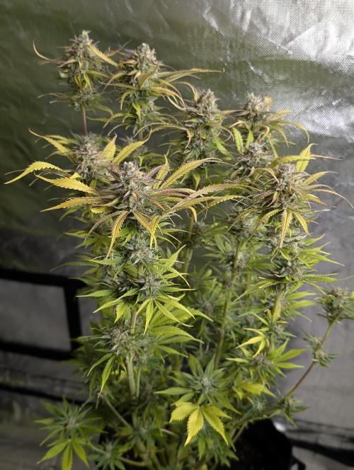 Twilight Zlush Auto x4. Week 12 - N2