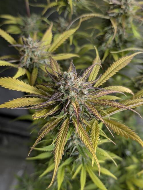 Twilight Zlush Auto x4. Week 12