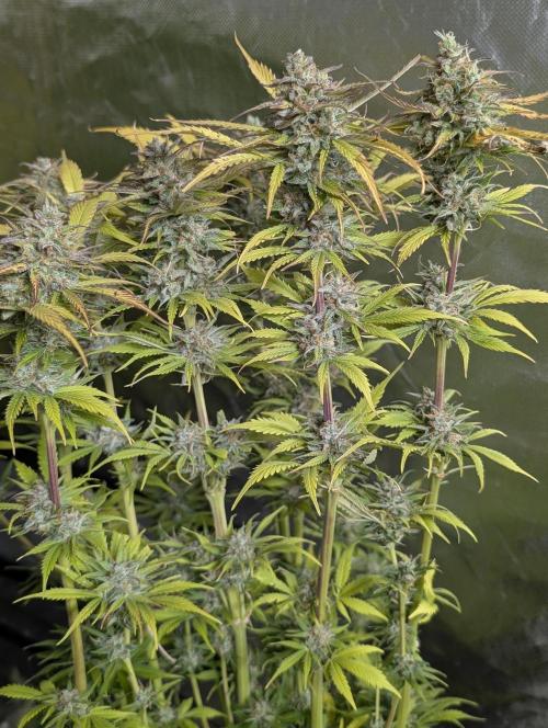 Twilight Zlush Auto x4. Week 12