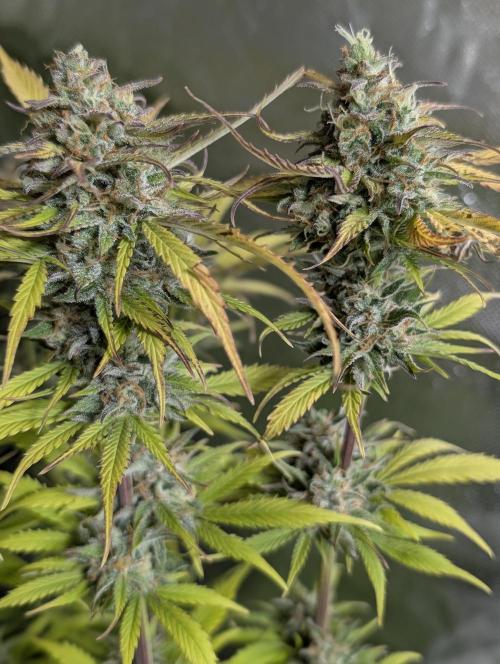 Twilight Zlush Auto x4. Week 12