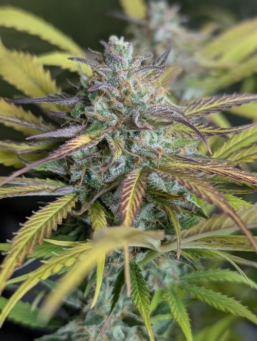 Twilight Zlush Auto x4. Week 12