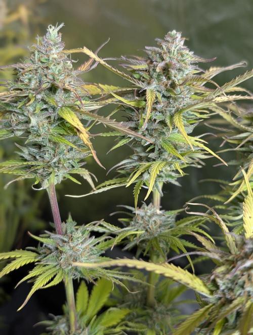 Twilight Zlush Auto x4. Week 12