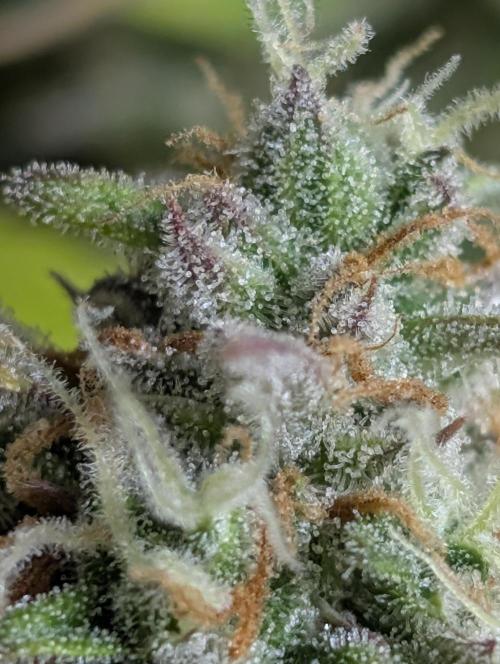 Twilight Zlush Auto x4. Week 12