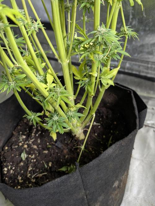 Twilight Zlush Auto x4. Week 12