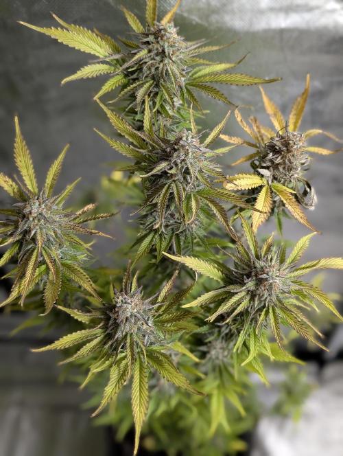 Twilight Zlush Auto x4. Week 12 - N3