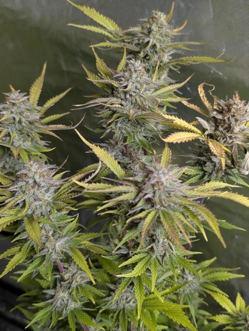 Twilight Zlush Auto x4. Week 12