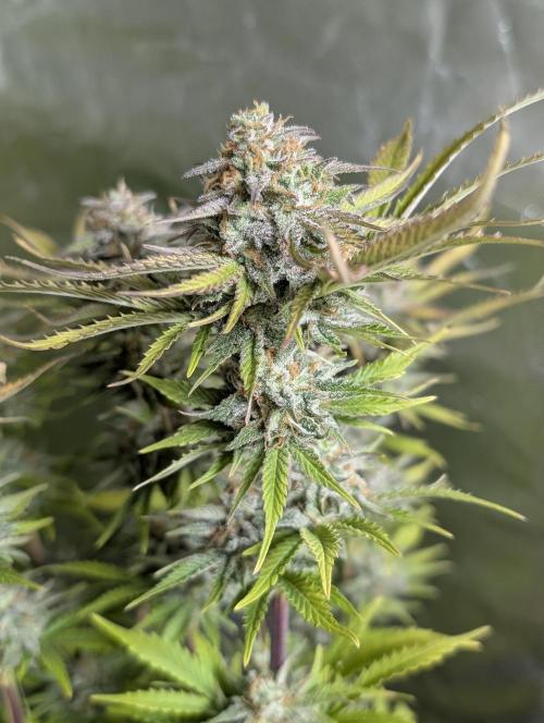 Twilight Zlush Auto x4. Week 12